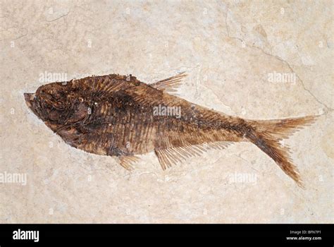 green river formation fossil fish.